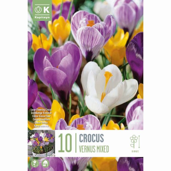 Crocus Large Flowering Mixed Colours - 10 Bulbs